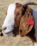 Resim Küçükbaş Kulak Küpesi 250 Adet Yeşil Renkli 