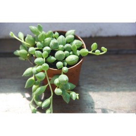 Resim Tesbih Çiçeği 10 Adet 