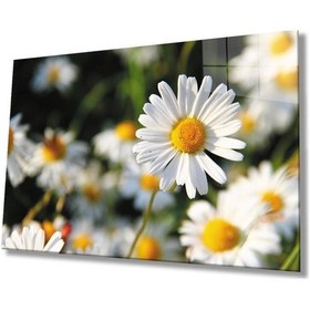 Resim Miyrem Glasses Collection -a1^ Papatya Çiçek Cam Tablo, Cam Tablo 