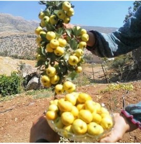 Resim Tüplü Aşılı İri Meyveli Sarı Alıç Fidanı 20-40 Cm 