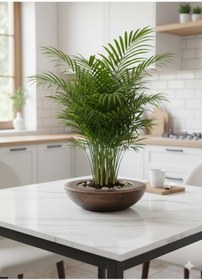 Resim Alba Home Decor Dekoratif sukulent kaktüs arajmanlık saksı 