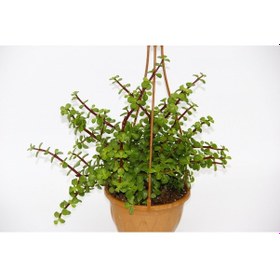 Resim Yeşim Ağacı Crassula Portulacaria Askılı Saksı 2 Adet 