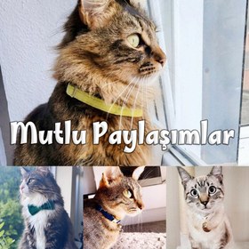 Resim Cat Collar Velvet Cat Collar with Name Bell - Blue Collar / S/M 