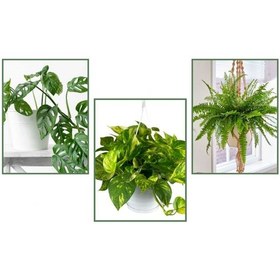 Resim Aşk Merdiveni & Delikli Deve Tabanı & Askılı Sakısıda Pathos Sar 
