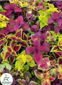 Resim Kolyos Yaprak Güzeli Çiçeği 1 Adet 10-20 Cm Saksılı 