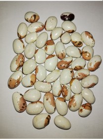 Resim Ayşe Kadın Fasulye Tohumu Fasülye Tohumu 20 Tohum + Tohum 