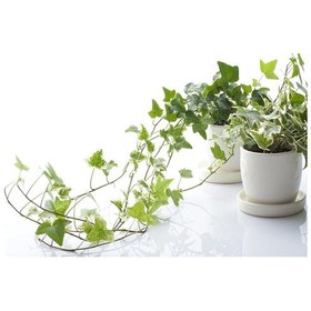 Resim Mini Hedera Salon Sarmaşığı- Alacalı&Yeşil Askılı Saksıda 2 Adet 