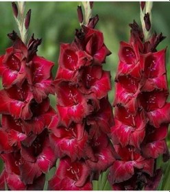 Resim Gladiolus Bizet Glayör Çiçeği Soğanı 2 Adet 1 Adet 