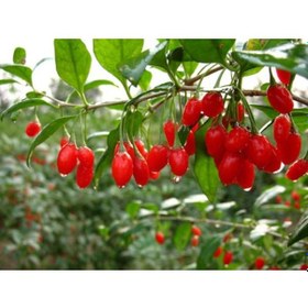Resim Kırmızı Goji Berry Fidanı N11.908 
