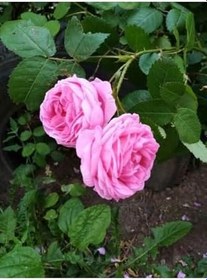 Resim Videolu Pembe Yediveren Gül (25 35 Cm) Saksıda Aşılı Gül Fidanı Pink Rose 