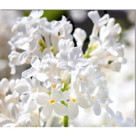 Resim Olinpa Cam Ocak Arkası Koruyucu | Çiçek Desenli 