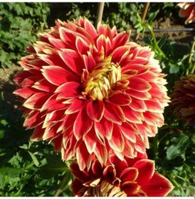 Resim Özel Renk Dahlia Dutch Carnaval Yıldız Çiçeği Yumrusu (1 adet) 