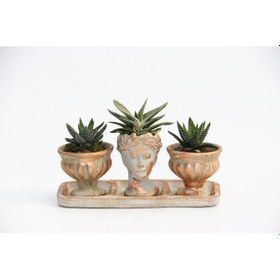 Resim TRİO HELEN ORANGE SUKULENT SETİ - Haworthia Pumila, Gasteria 
