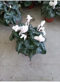 Resim Beyaz Sıklamen Çiçeği Saksıda Canlı Cyclamen, SRD1322025BYB192 