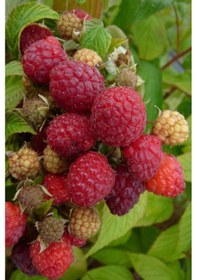 Resim 3 Lü Ahududu Fidanı Seti 1 Yaşında Rubus İdaeus Bahçeniz İçin 