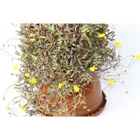 Resim Sarı Tesbih Çiçeği 5 Adet - Askılı Saksıda 6126 