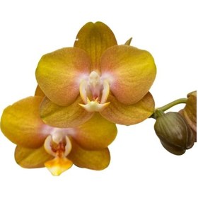 Resim Phalaenopsis 'las Vegas' Sarı Orkide Ø12 Cm 45-50 Cm 