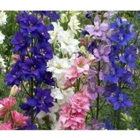Resim Karışık Hazeran 35 Adet Tohum Delphinium Consolida 