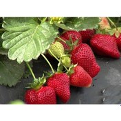 Resim 50 Adet Çilek Fidesi Yediveren Sanandeas 12 Ay Dikim 