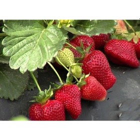 Resim 50 Adet Çilek Fidesi Yediveren Sanandeas 12 Ay Dikim 