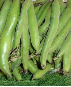 Resim Sakız Bakla Tohumu Yerli 10 Tohum + Tohum 