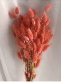 Resim Kuru Çiçek Pamuk Otu Lagurus Demet 15 Dal ( Tane) 