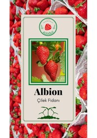 Resim 22 Adet Albion Çilek Fidesi Açık Kök ve Taze Söküm (Frigo) 