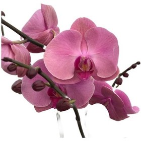 Resim Phalaenopsis 'kumi' Pembe Orkide Ø12 Cm 70-80 Cm 