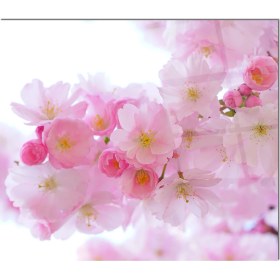 Resim Olinpa Cam Ocak Arkası Koruyucu | Kayısı Çiçeği Model 