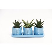 Resim Trio Mavi Adler Sukulent Seti - Haworthia Limifolia. Gasteria 