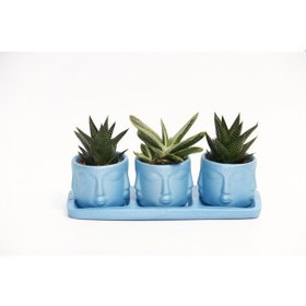 Resim Trio Mavi Adler Sukulent Seti - Haworthia Limifolia. Gasteria 