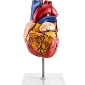 Resim Doğrulukla Ölçekli İnsan Kalbi Modeli - 2 Parçalı, Anatomik Olarak Doğru ve 34 Tanımlanabilir Yapıya Sahip Eğitimsel Kullanım İçin 