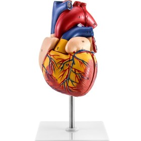 Resim Doğrulukla Ölçekli İnsan Kalbi Modeli - 2 Parçalı, Anatomik Olarak Doğru ve 34 Tanımlanabilir Yapıya Sahip Eğitimsel Kullanım İçin 