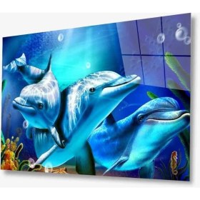 Resim Marsilyan- Sualtı Canlıları 