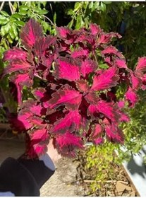Resim Yaprak Güzeli Çiçeği Bordo Renk 1 Adet Saksılı 10-20Cm (Coleus) 