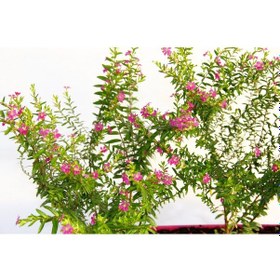 Resim Kufeya Cennet Çiçeği Pembe Balkon Saksısında 10 Adet 