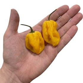 Resim ÇOKACIOLMUŞ Acı Tuz Habanero Yellow 140g 