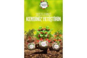 Resim HDY Konserve Bahçem Evde Konservede Kekik Dağ Kekiği Yetiştirme Kiti 