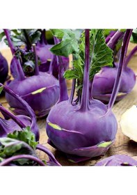 Resim Ata Tohum Mor Kohlrabi Alabaş Tohumu 15 Tohum 