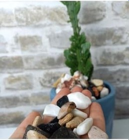 Resim Asenya Renkli Çakıl Taşı 5 Kg 1-2 Cm Saksı Dibi Teraryum Saksı Süs Vazo Dibi Dekoratif Dolomit Taş 