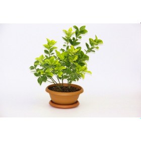 Resim Bonsai Euonymus Japonica Aurea Ev Ofis Bitkisi - 5 Adet 