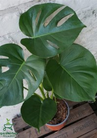 Resim Canlı Yapraklı Deve Tabanı Çiçeği Monstera Deliciosa 30-60cm 