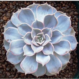 Resim Bitkim Sende Echeveria Lilacina Var Sukulent Bitki 