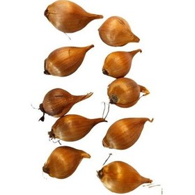 Resim 10 (ON) ADET İTHAL İRİS ÇİÇEĞİ SOĞANI MOR RENK (PURPLE SENSATİON) 