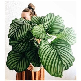 Resim Calathea Orbifolia (Dua Çiçeği) 20-30 cm 