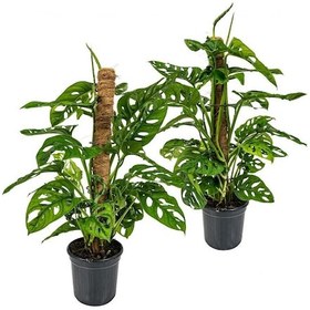 Resim Delikli Devetabanı (Monstera Adansonii Monkey Mask) Sopalı 2 Adet 