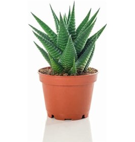 Resim Çiçekli Çilli Begonya Çiçeği Sevgililer Gününe Özel Sukulent 