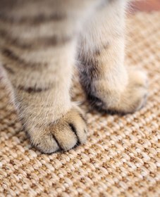 Resim Genel Markalar Kedi Tırmalama Tahtası Kedi Otlu Sisal Kedi Tırmalama Paspasları Kaymaz Zemin Doğal Ahşap Tırmalama 