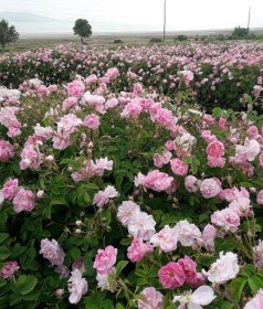Resim Pembe Yediveren Gül Fidanı Polyanna 1 Adet 10-20 Cm 