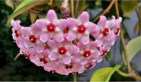 Resim Mum Çiçeği Fidesi Köklenmiş Hoya Pembe 10-20 Cm 